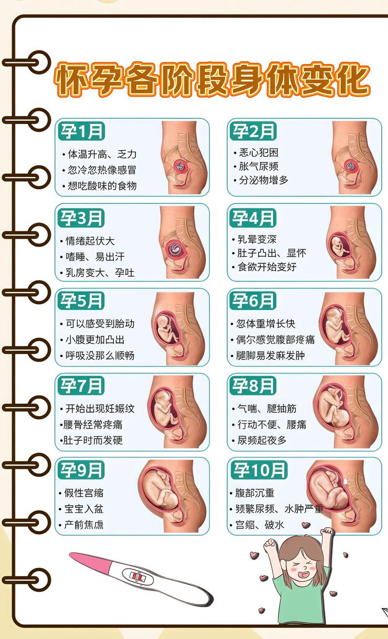 揭秘供卵代孕妈妈怀孕小腹分两节，孕期变化的奥秘昌邑代生机构: